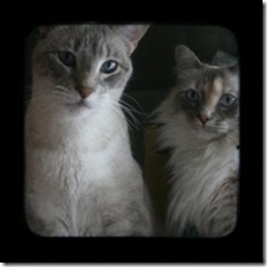 catsportrait