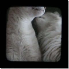 catswhisper