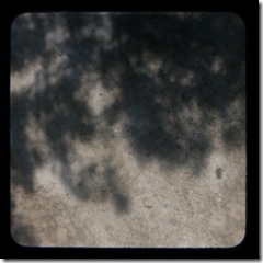 treeshadows
