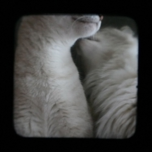 ttv-kiss