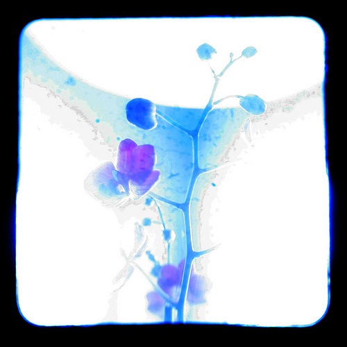 ttv-orchid