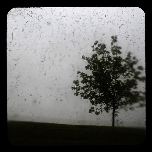 ttv-tree